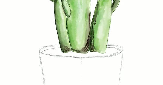 Cactus in Pot Drawing